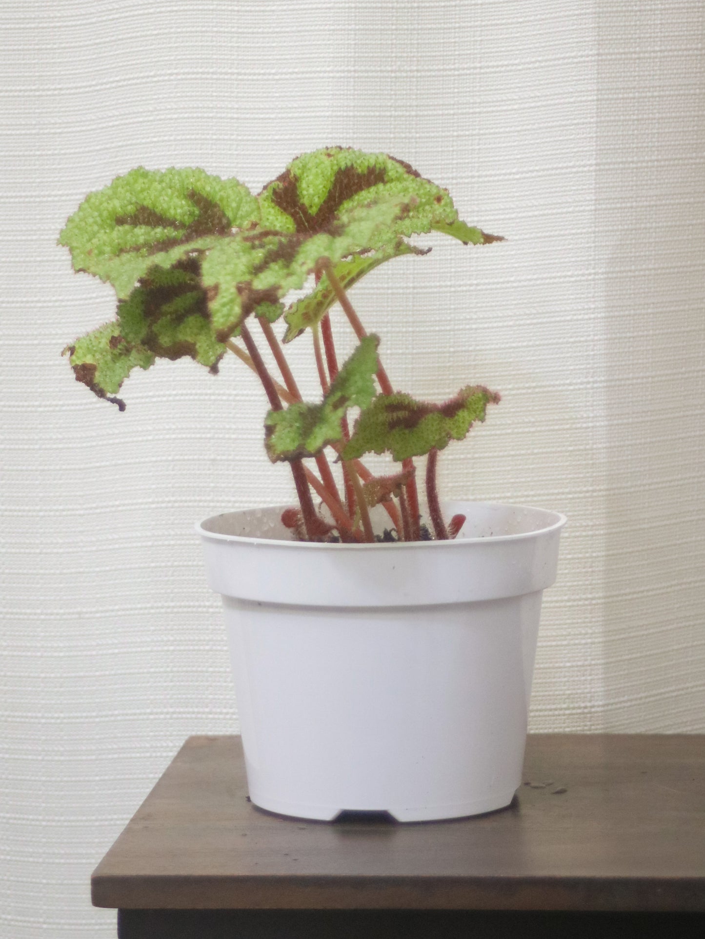 Iron Cross Begonia Rex