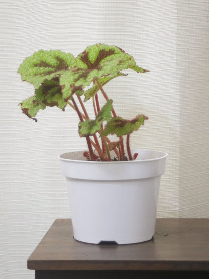 Iron Cross Begonia Rex