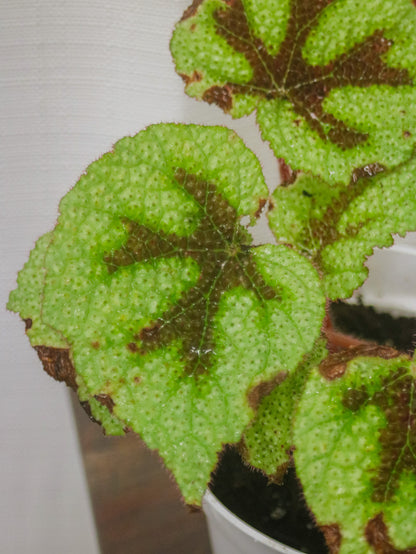 Iron Cross Begonia Rex