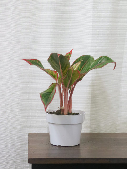 Siam Aurora Aglonema