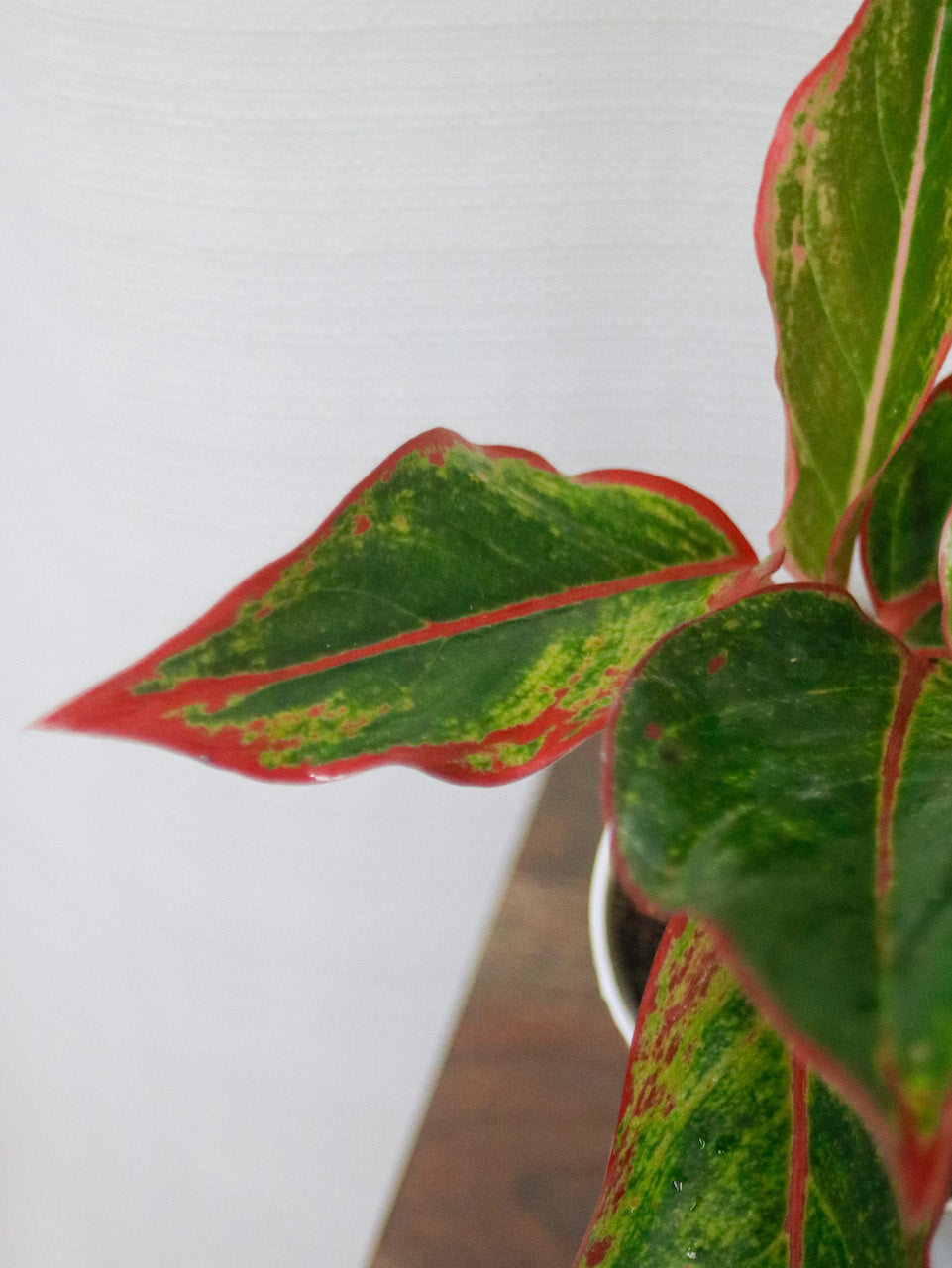 Siam Aurora Aglonema