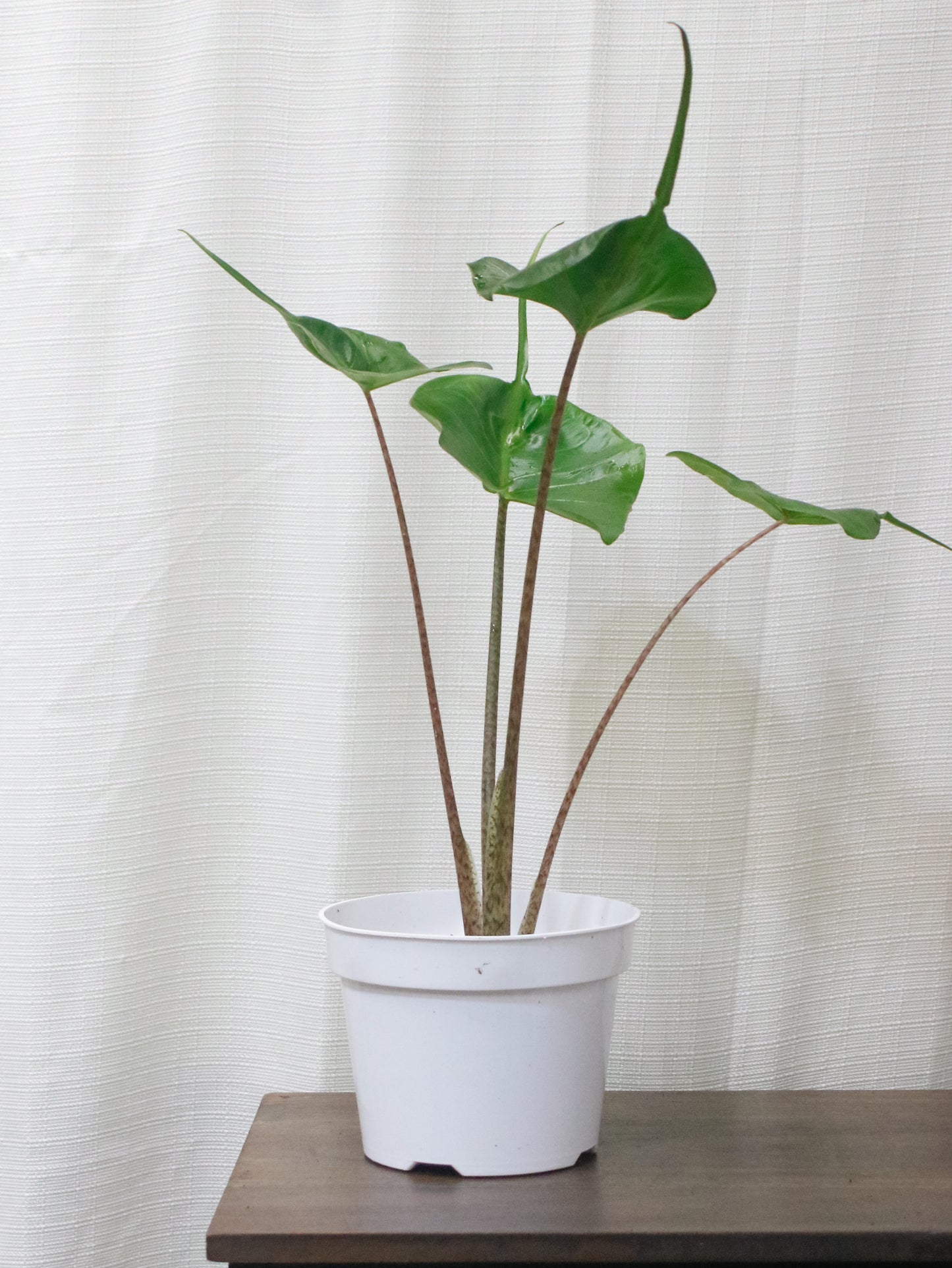 Alocasia Stingray